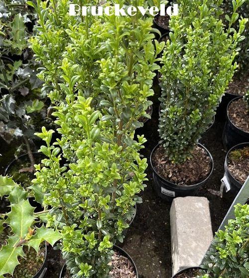 Ilex crenata 'Fastigiata'
