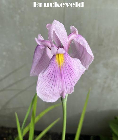 Iris ensata 'Rose Queen'