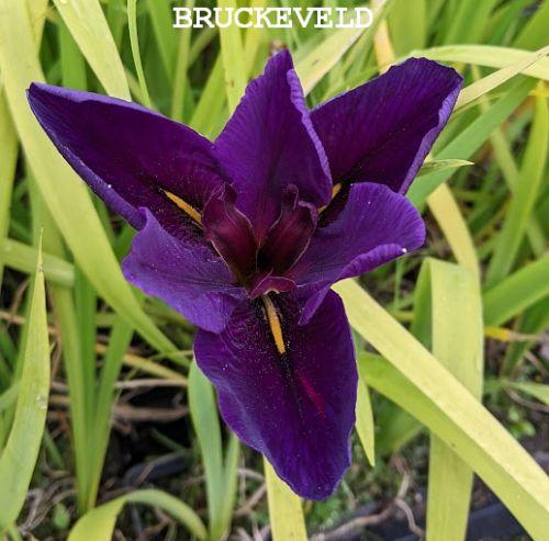 Iris pseudacorus 'Holden's Child'