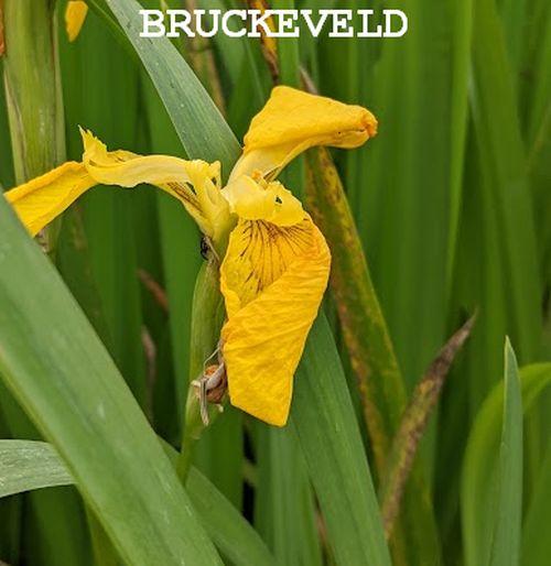 Iris pseudacorus
