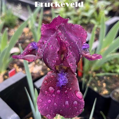 Iris Pum. 'Cherry Garden'