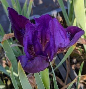Iris Pum. 'Silkie'