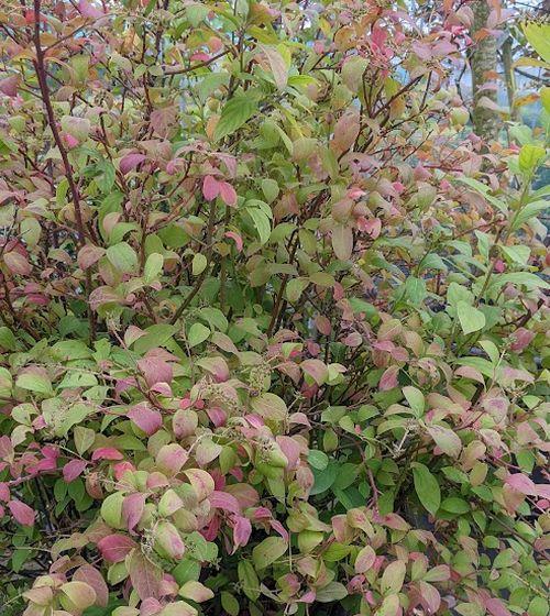 Itea virginica