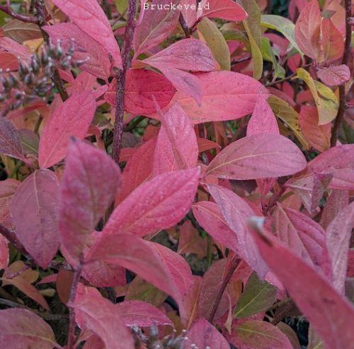 Itea virginica