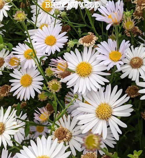 Kalimeris incisa 'Madiva'