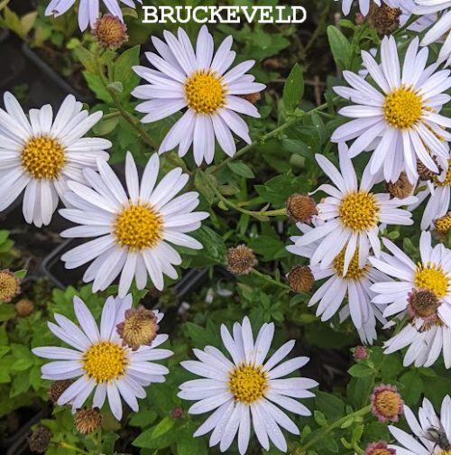 Kalimeris incisa 'Madiva'