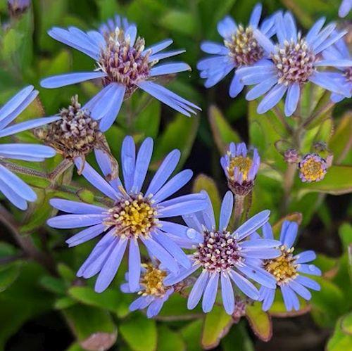 Kalimeris incisa 'Nana Blue'