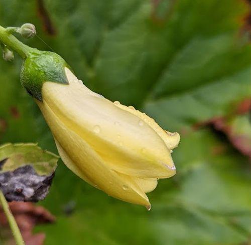 Kirengeshoma palmata