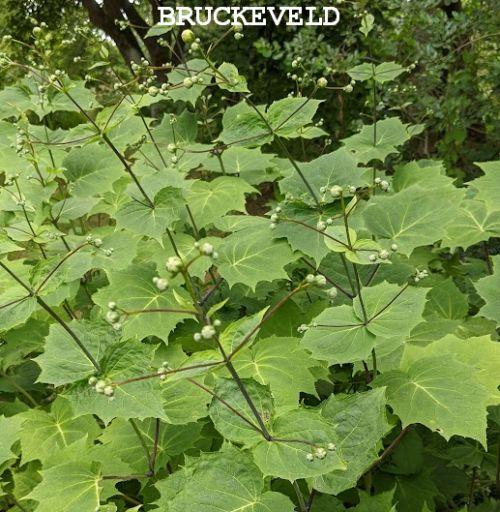 Kirengeshoma palmata