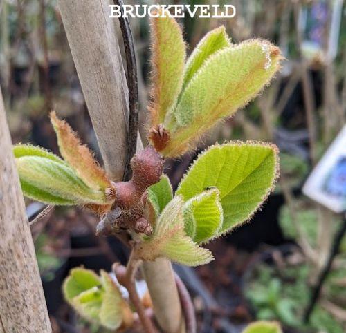 KIWI - 'Actinidia deliciosa 'Jenny'