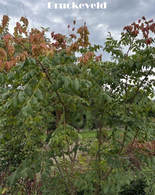 Koelreuteria paniculata