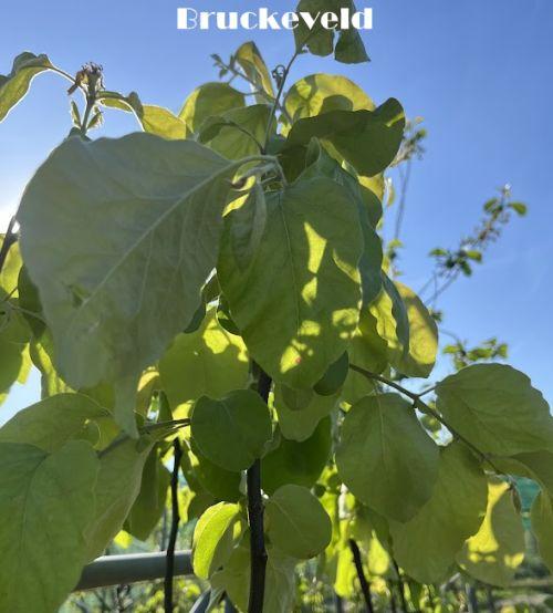 Kweepeer (Cydonia oblonga 'Vranja')