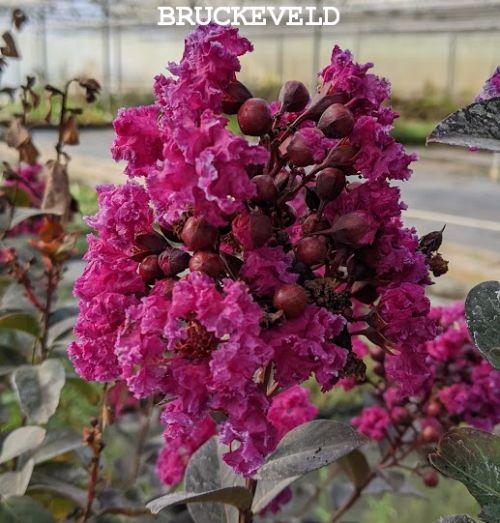 Lagerstroemia i. 'Rhapsody in Blue'