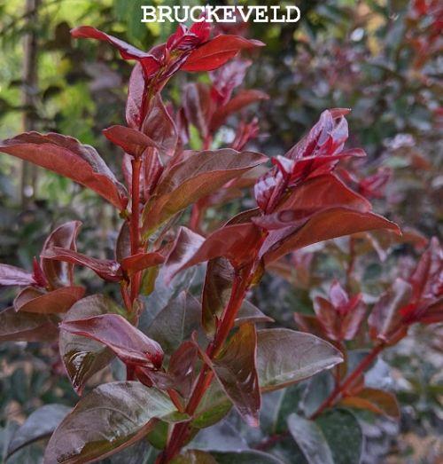 Lagerstroemia i. 'Rhapsody in Blue'