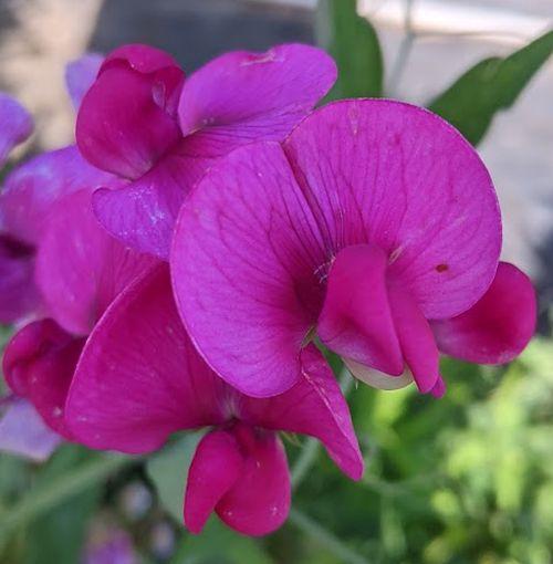 Lathyrus latifolius 'Pink Pearl'