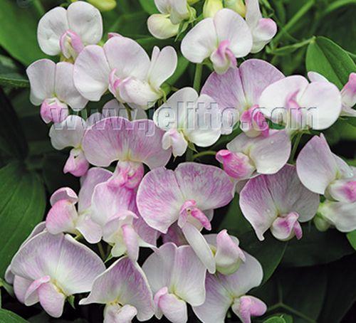 Lathyrus latifolius 'Pink Pearl'