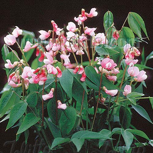 Lathyrus vernus 'Rosenelfe'