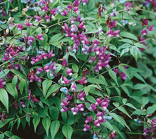 Lathyrus vernus