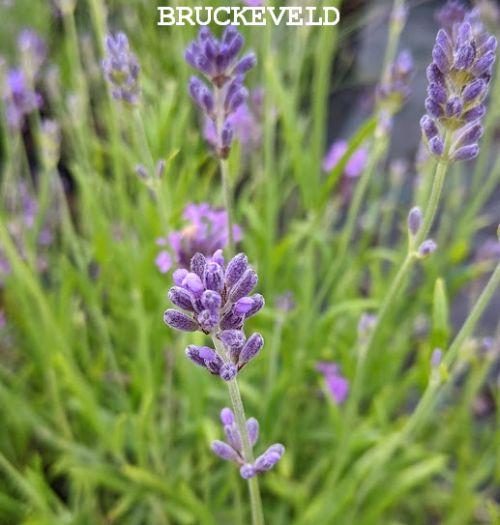 Lavandula ang. 'Dwarf Blue'