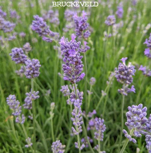 Lavandula ang. 'Dwarf Blue'