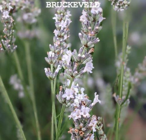Lavandula int. 'Edelweiss'