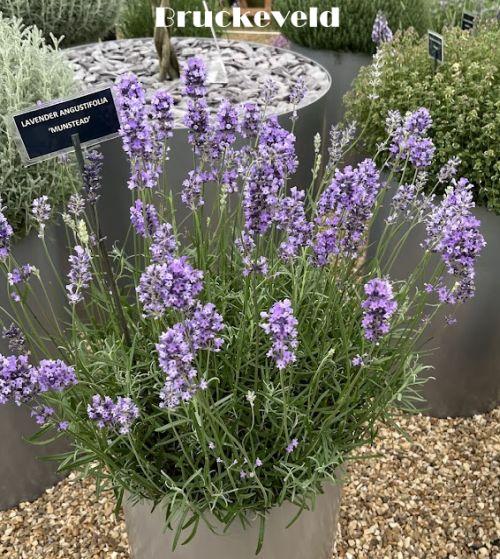 Lavandula ang. 'Munstead'
