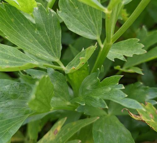 Levisticum officinale doorlevende selder
