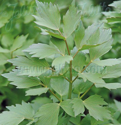 Levisticum officinale doorlevende selder