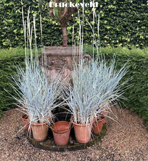 Leymus arenarius 'Blue Dune'