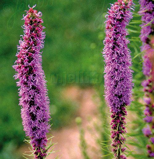 Liatris pycnostachya