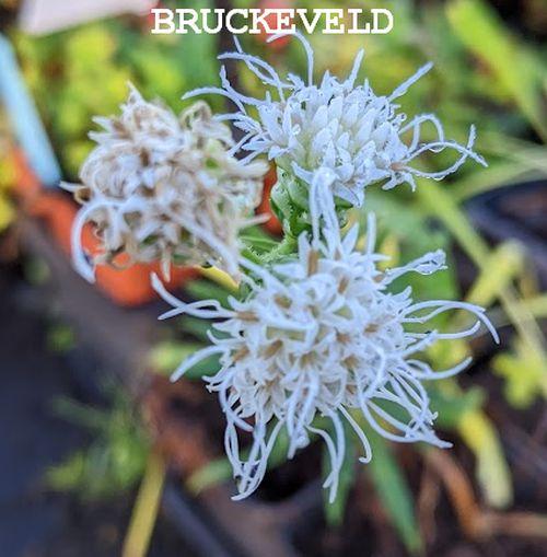 Liatris scariosa 'Alba'