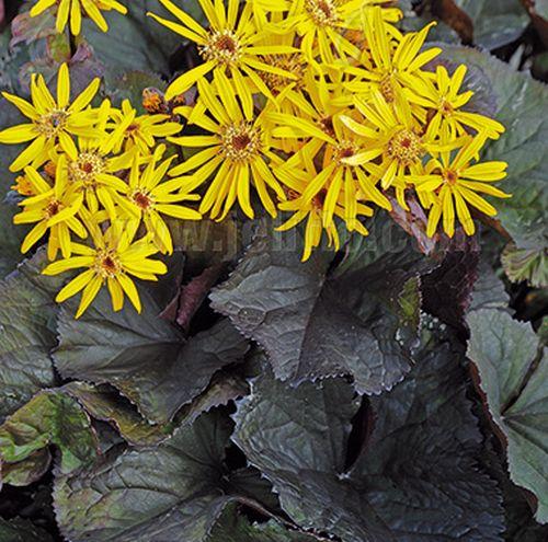 Ligularia dentata 'Midnight Lady'