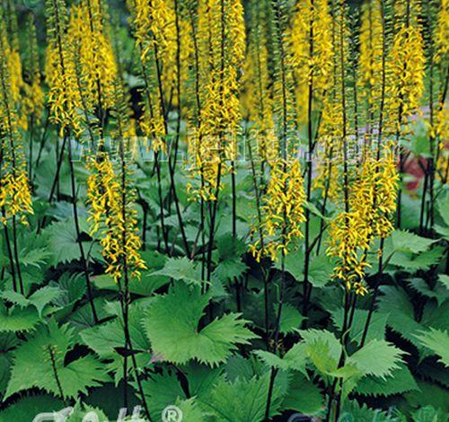 Ligularia stenocephala