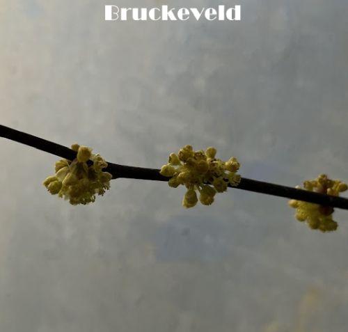Lindera benzoin