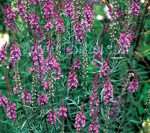 Linaria purpurea