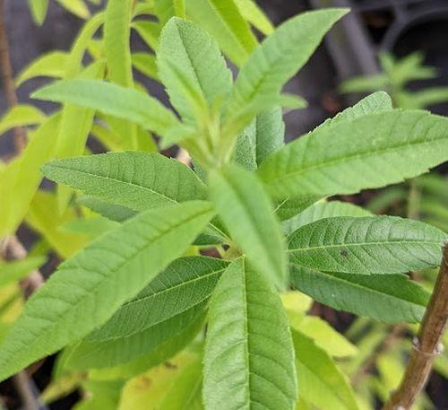 Lippia citriodora (Aloysia)
