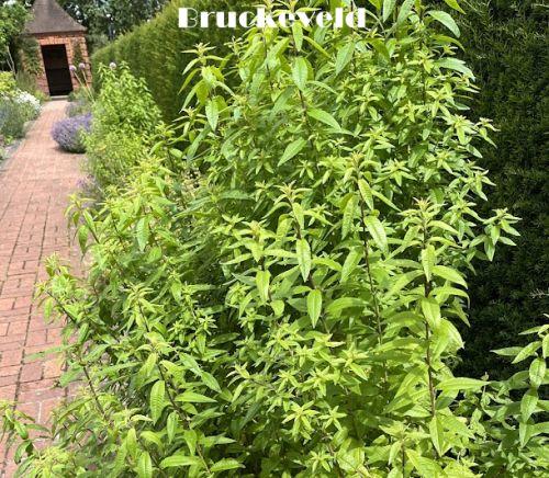 Lippia citriodora (Aloysia)