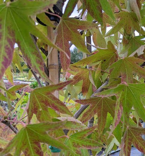 Liquidambar sty. 'Worplesdon'