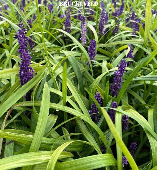 Liriope muscari 'Purple Passion'