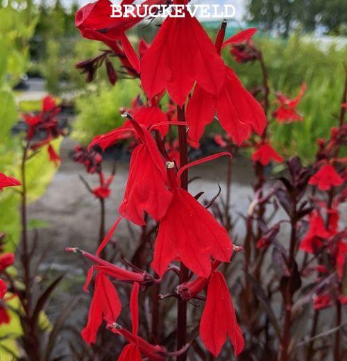 Lobelia cardinalis 'Queen Victoria' (Elmfeuer)