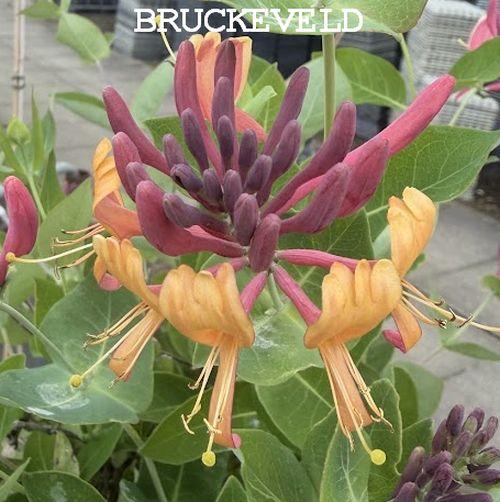 Lonicera heckrottii  'American Beauty'