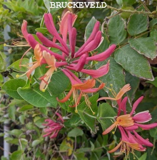 Lonicera heckrottii  'American Beauty'