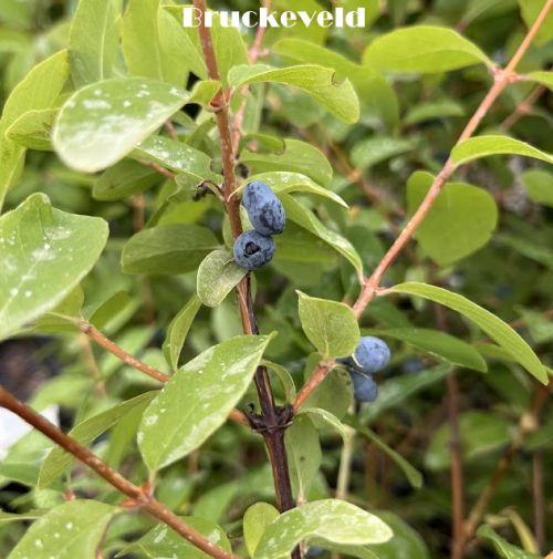 Lonicera caerulea HONINGBES