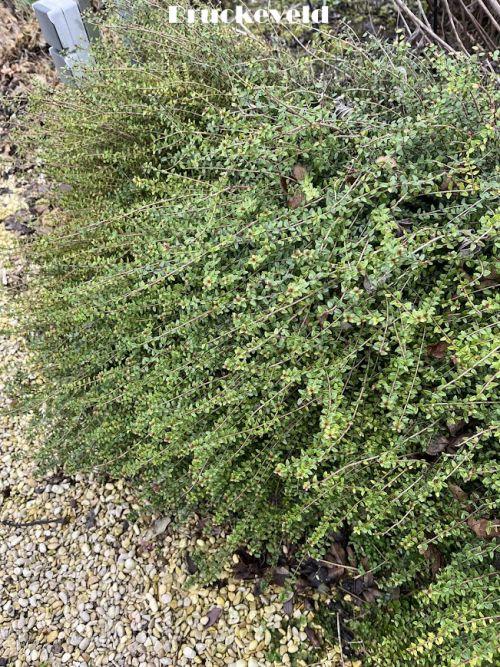 Lonicera nitida 'Little Goblin'