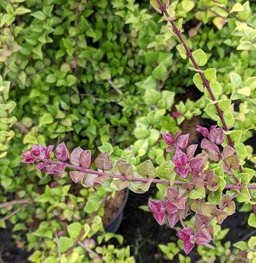 Lonicera nitida 'Red Tips'