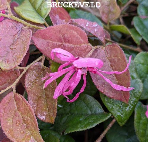 Loropetalum chin. 'Day Break Flame'
