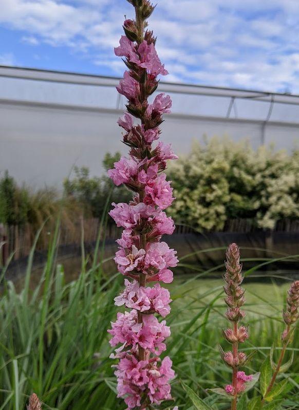 Lythrum salicaria 'Blush'