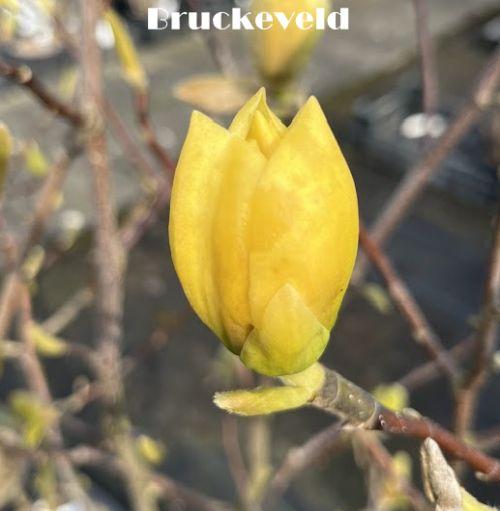 Magnolia 'Honey Tulip'