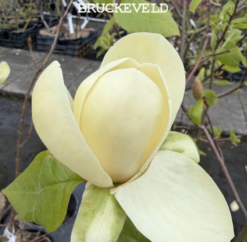 Magnolia 'Honey Tulip'