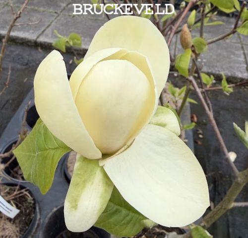 Magnolia 'Honey Tulip'